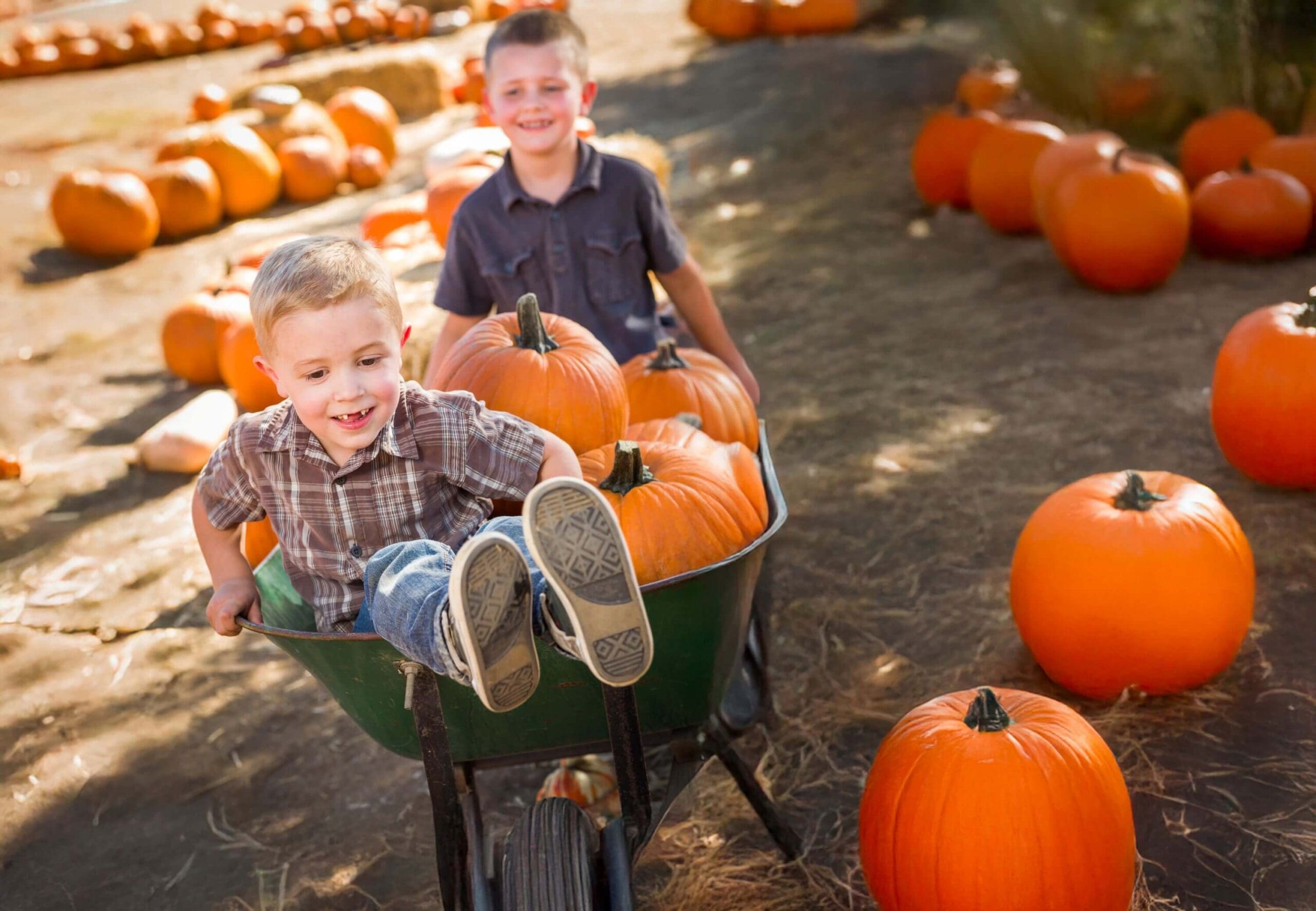 Two boys ride in a wheelbarrow filled with pumpkins at a pumpkin patch, with rows of pumpkins behind them.